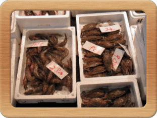 エビやらカニやら